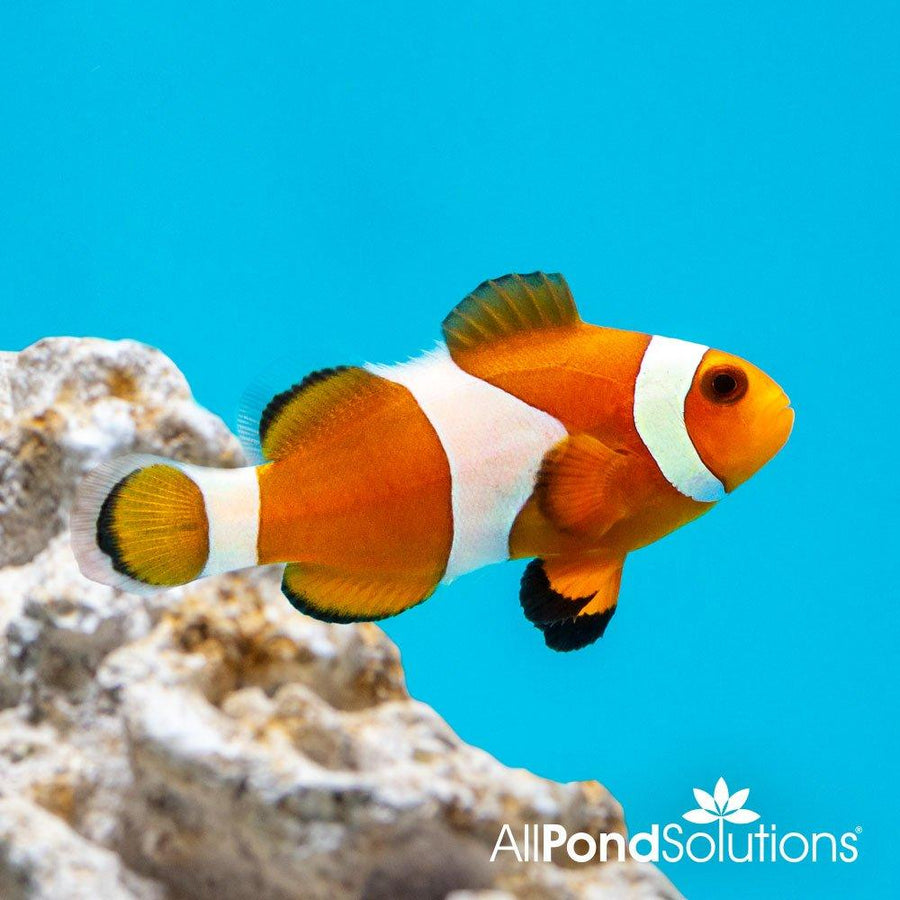 Common Clownfish - Amphiprion ocellaris - AllPondSolutions
