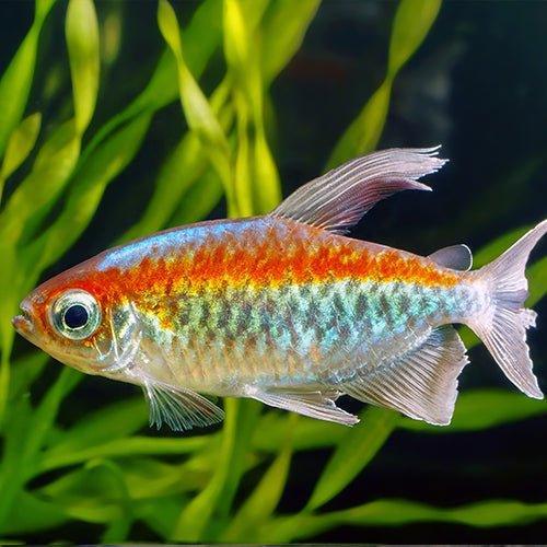 Congo Tetra - Phenacogrammus interruptus