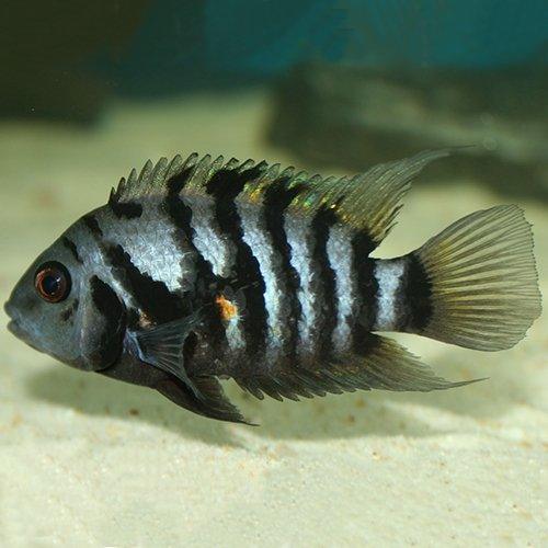 Convict Cichlid - Amatitlania Nigrofasciata - AllPondSolutions