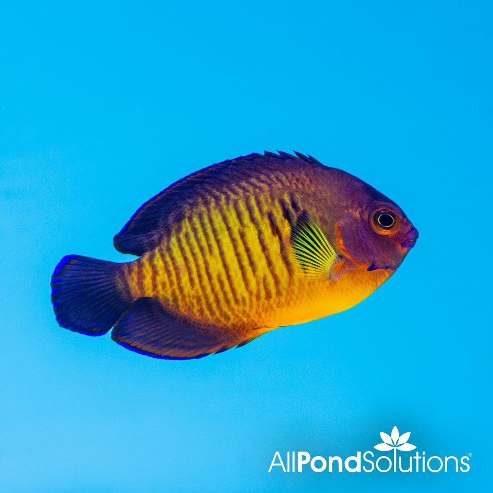 Coral Beauty Angelfish - Centropyge bispinosus - AllPondSolutions