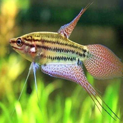 Croaking Gourami - Trichopsis vittata - AllPondSolutions