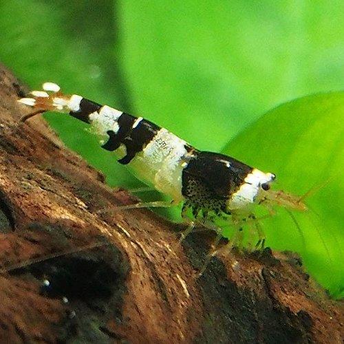 Crystal Black Shrimp - AllPondSolutions