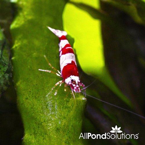 Crystal Red Shrimp - AllPondSolutions