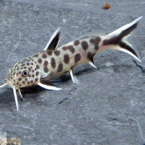 Cuckoo Catfish - Synodontis Petricola - AllPondSolutions