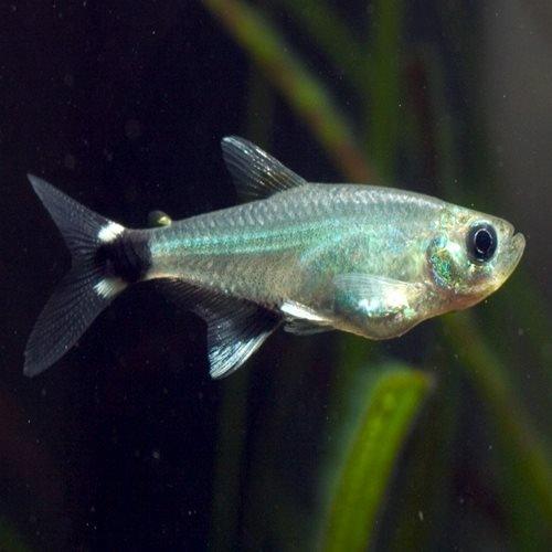 Dawn Tetra - Aphyocharax nattereri - AllPondSolutions
