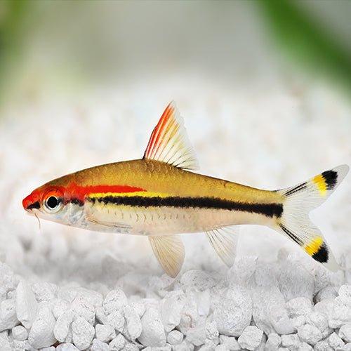 Denisonii Barb - Barbus denisonii - AllPondSolutions