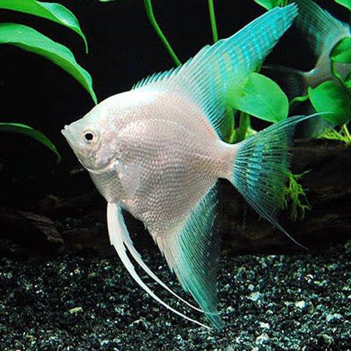 Diamond Angel - Pterophyllum Scalare - AllPondSolutions