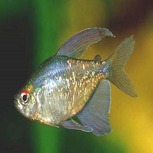 Diamond Tetra - Moenkhausia pittieri - AllPondSolutions