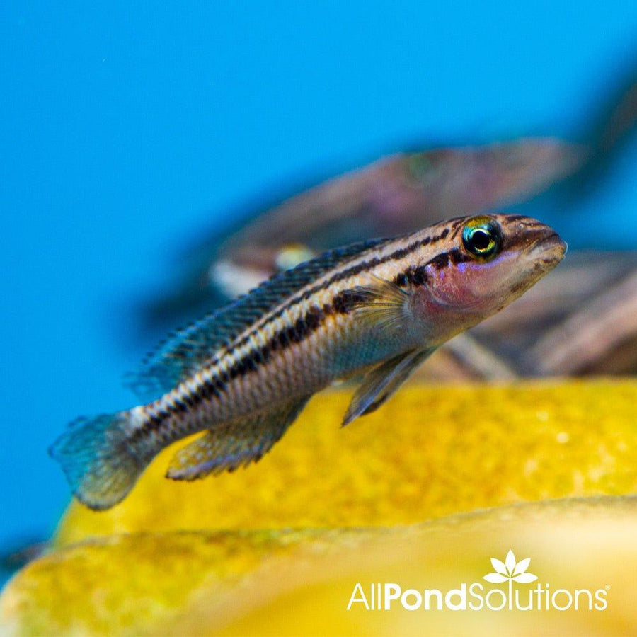 Dickfeld's Julie - Julidiochromis dickfeldi - AllPondSolutions