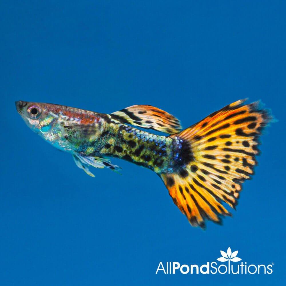 Dragon Guppy - Poecilia reticulata - AllPondSolutions