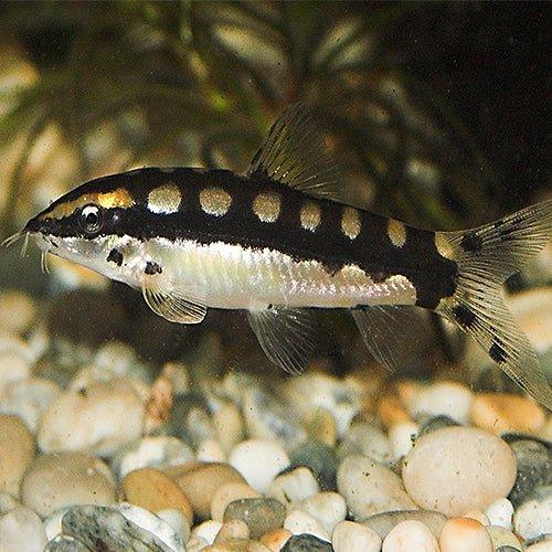 Dwarf Chain Loach - Ambastaia sidthimunki - AllPondSolutions