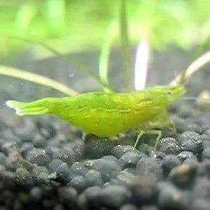 Dwarf Green Shrimp - Caridina cf. babaulti - AllPondSolutions
