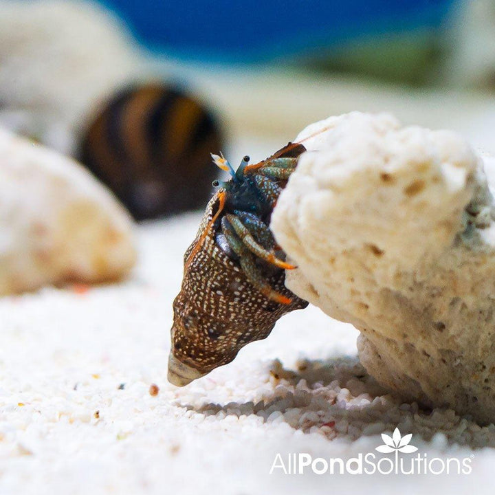 Dwarf Red Tip Hermit Crab - Clibanarius digueti - AllPondSolutions