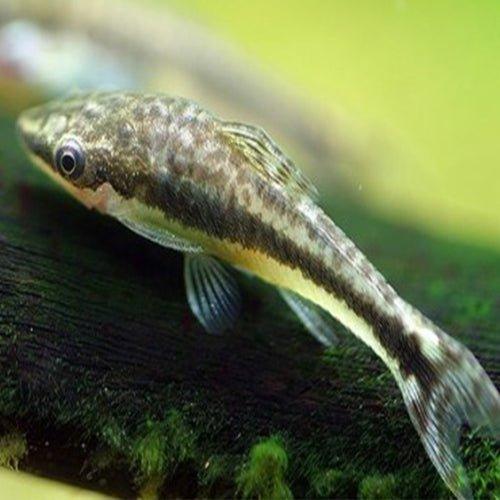 Dwarf Sucking Catfish - Otocinclus - AllPondSolutions