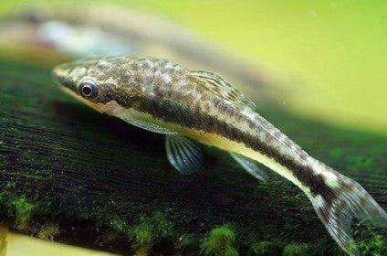 Dwarf Sucking Catfish - Otocinclus - AllPondSolutions