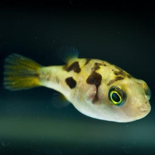 Dwarf Yellow Puffer - Carinotetraodon travancoricus - AllPondSolutions