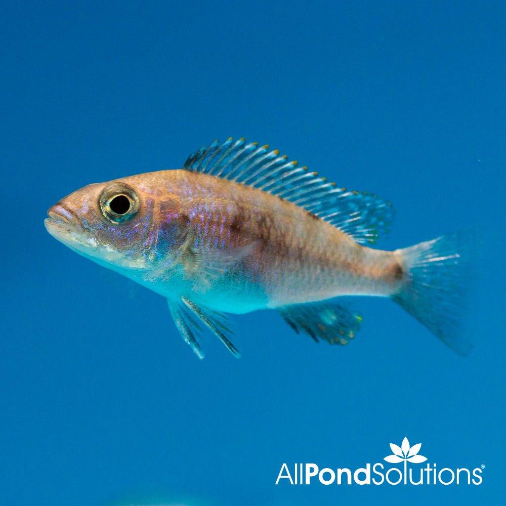 Electric Blue Haplochro Cichlid - AllPondSolutions