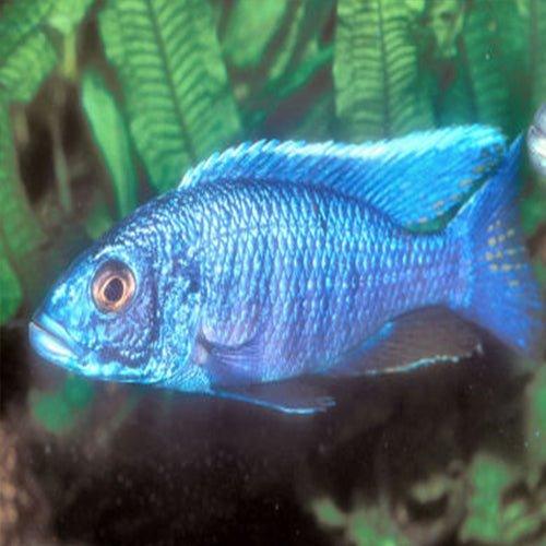 Electric Blue Haplochromis - Sciaenochromis fryeri - AllPondSolutions