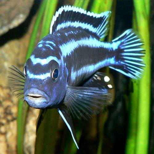 Electric Blue Johanii - Melanochromis johannii - AllPondSolutions