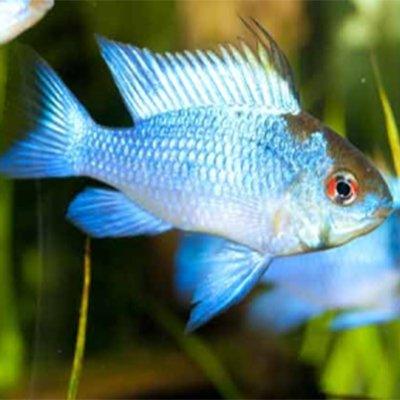 Electric Blue Rams - Mikrogeophagus Ramirezi - AllPondSolutions