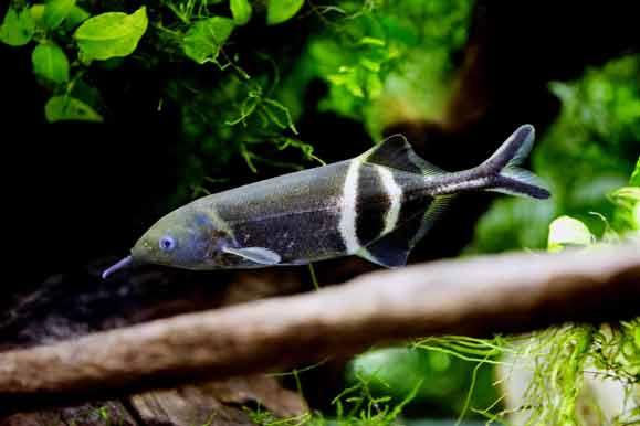 Elephantnose Fish - Gnathonemus petersii - AllPondSolutions
