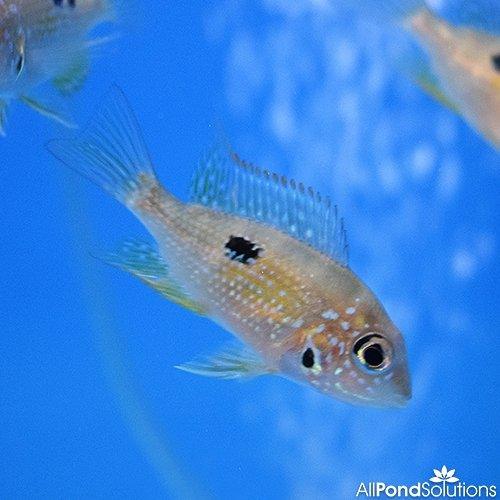 Ellioti Cichlid - Thorichthys Ellioti - AllPondSolutions