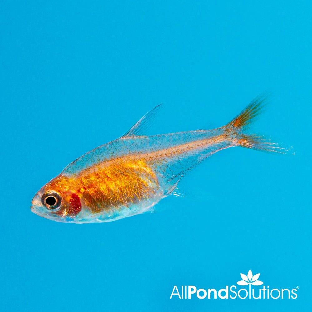 Ember Tetra - Hyphessobrycon amandae - AllPondSolutions