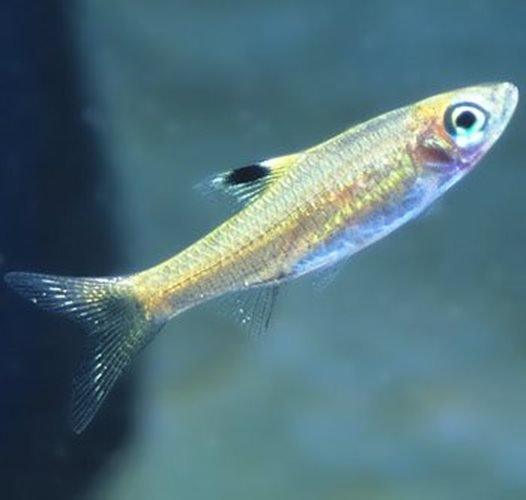 Emerald Eye Rasbora - Brevibora dorsiocellata