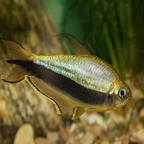 Emperor Tetra - Nematobrycon palmeri - AllPondSolutions