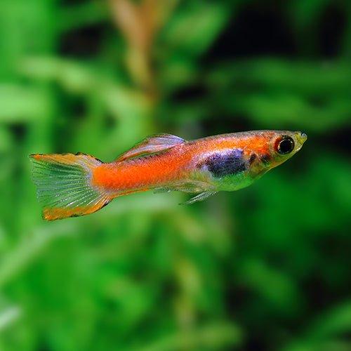 Endlers Guppy - Poecilia wingei - AllPondSolutions