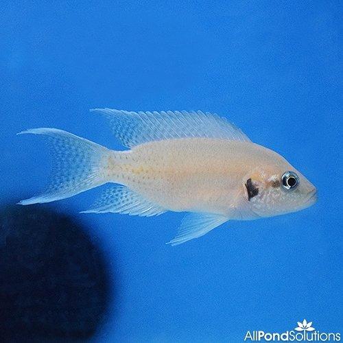 Fairy Cichlid - Neolamprologus brichardi - AllPondSolutions