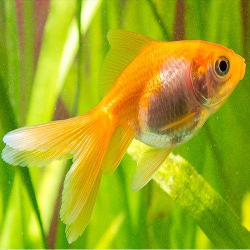 Fancy Goldfish - Bundles 1 - 10 - AllPondSolutions