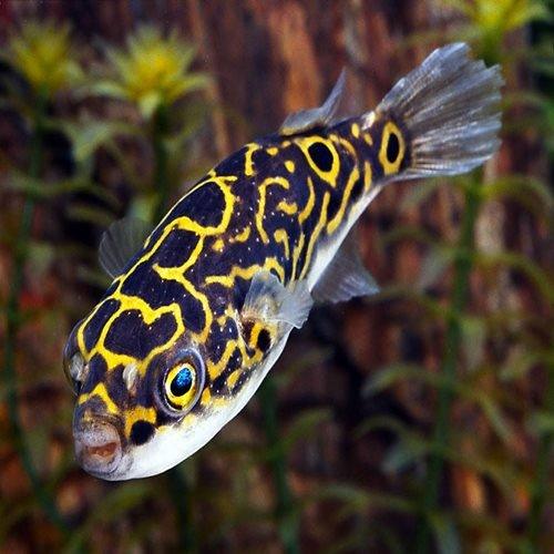 Figure 8 Puffer - Tetraodon biocellatus - AllPondSolutions