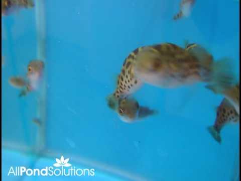 Figure 8 Puffer - Tetraodon biocellatus - AllPondSolutions