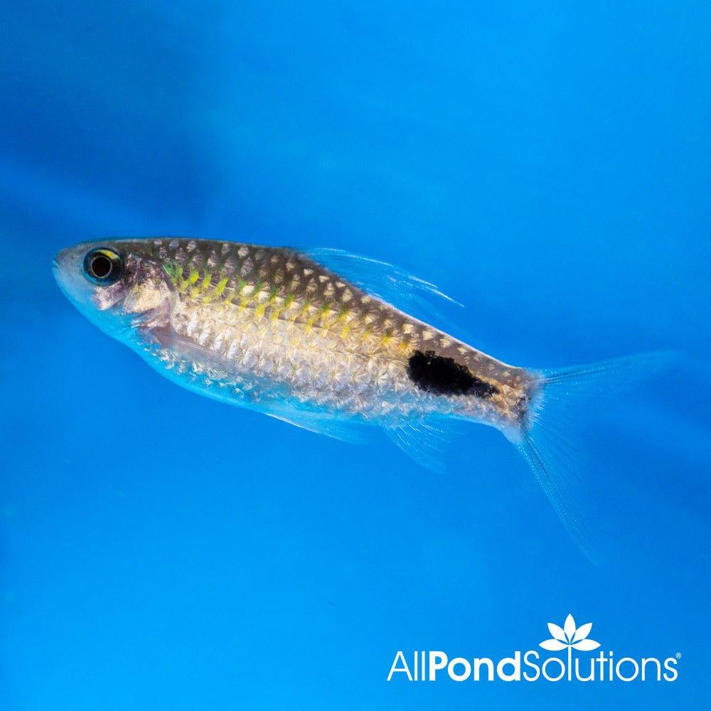 Filament Barb - Dawkinisia filamentosa - AllPondSolutions