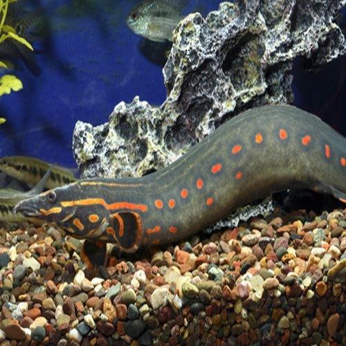 Fire Eel 13 - 15cm - Mastacembelus erythrotaenia - AllPondSolutions