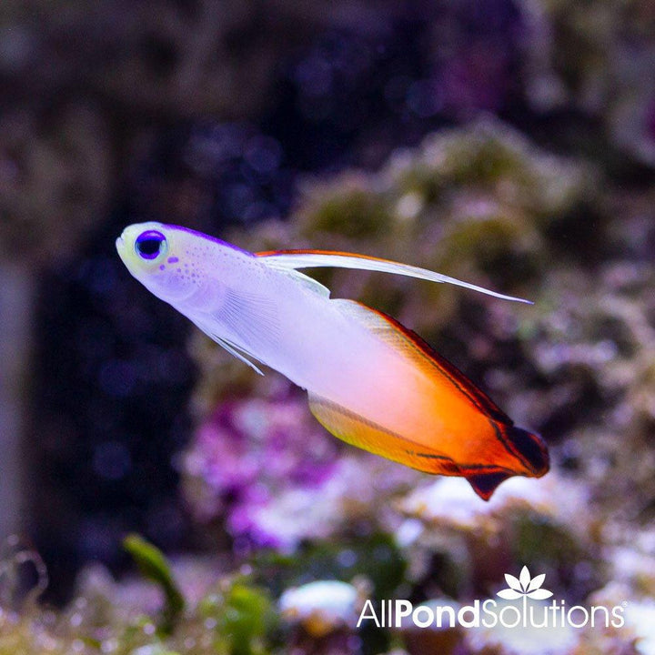 Fire Goby - Nemateleotris magnifica - AllPondSolutions