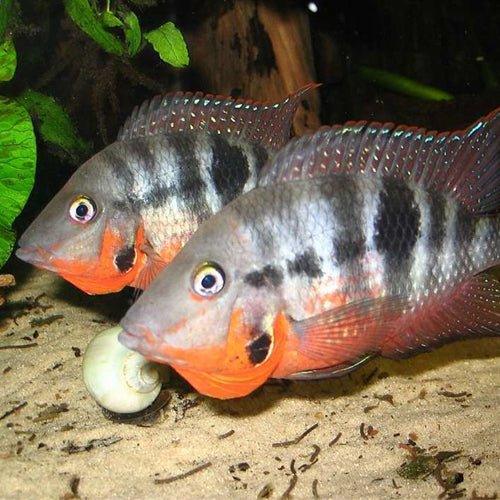 Firemouth Cichlid - Thorichthys Meeki - AllPondSolutions