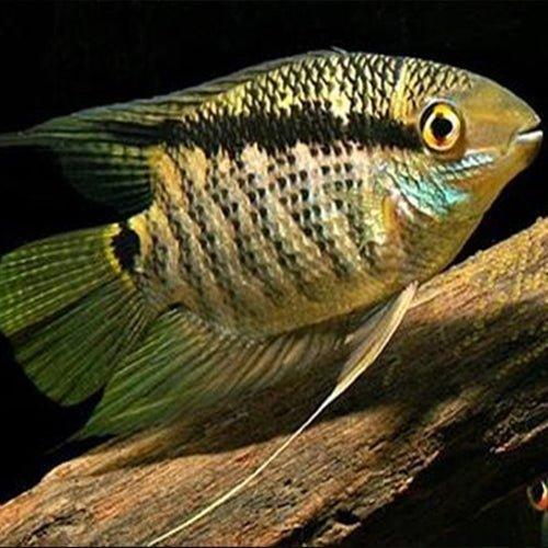 Flag Cichlid - Mesonauta Festivus - AllPondSolutions