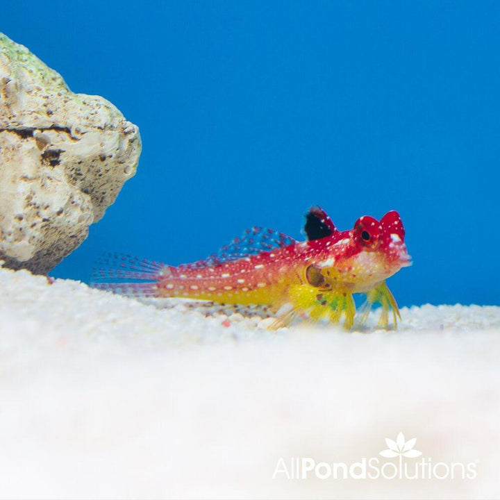 Flame Scooter Blenny - Synchiropus sycorax - AllPondSolutions