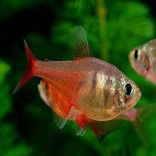 Flame Tetra - Hyphessobrycon flammeus - AllPondSolutions