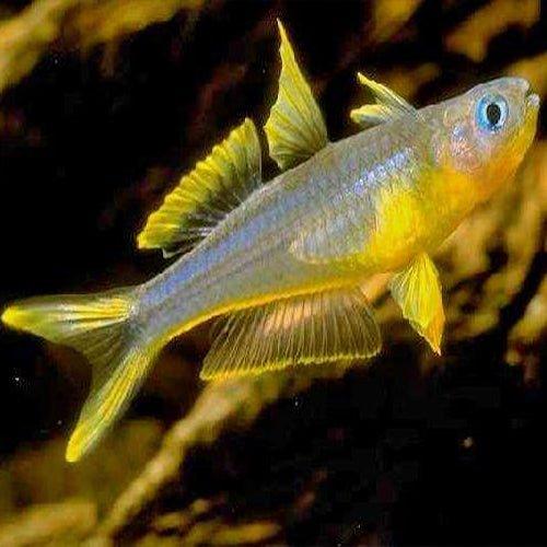 Forktail Blue eye Rainbow - Pseudomugil furcatus - AllPondSolutions