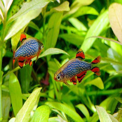 Galaxy Rasbora - Danio margaritatus - AllPondSolutions