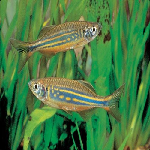 Giant Danio - Devario malabaricus - AllPondSolutions