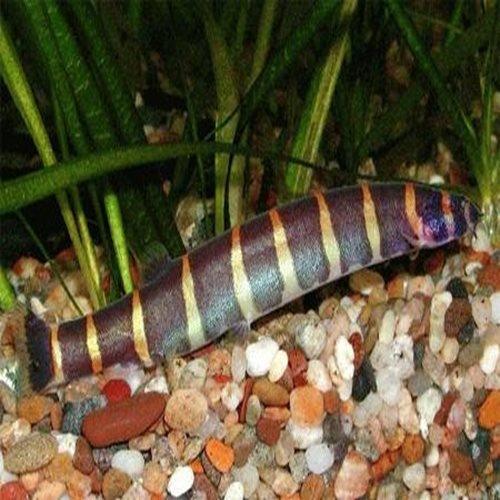 Giant Kuhli Loach - Pangio Myersi - AllPondSolutions