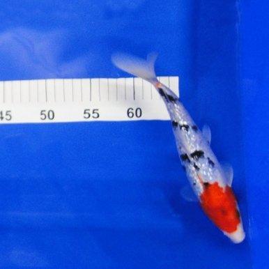 7-8‚Äù Hand Selected Koi Option 31 - Allpondsolutions – AllPondSolutions