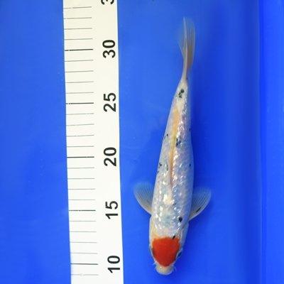 Gin Rin Tancho Bekko-7-8" - AllPondSolutions