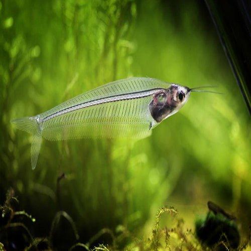 Glass Catfish - Kryptopterus vitreolus - AllPondSolutions