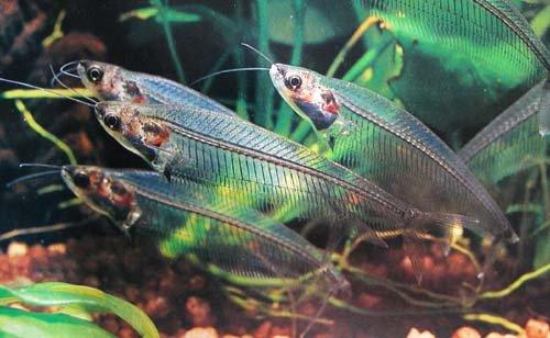 Glass Catfish - Kryptopterus vitreolus - AllPondSolutions