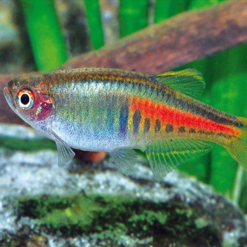 Glowlight Danio - Danio Choprai - AllPondSolutions